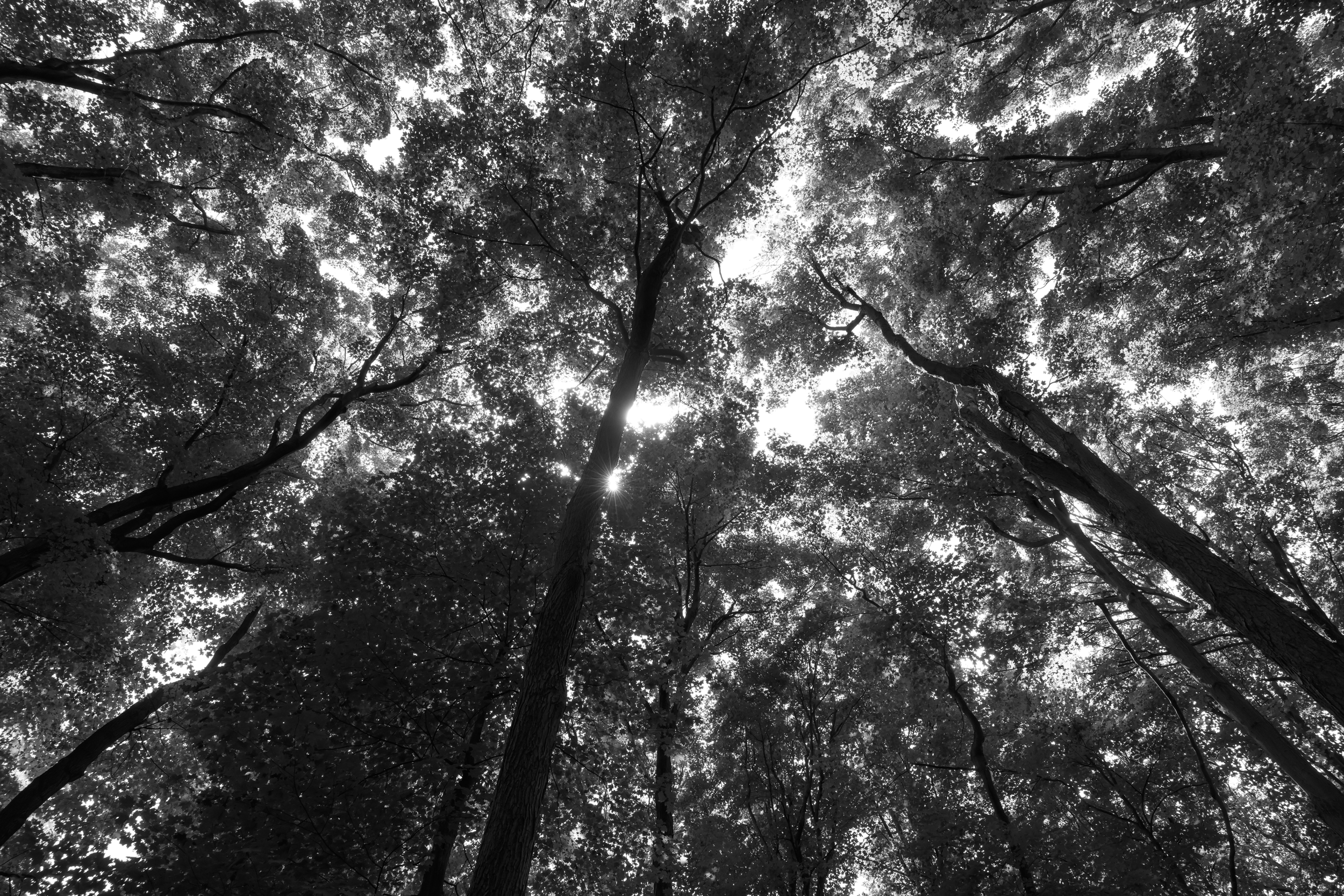 CFD Toronto 2025 69.png