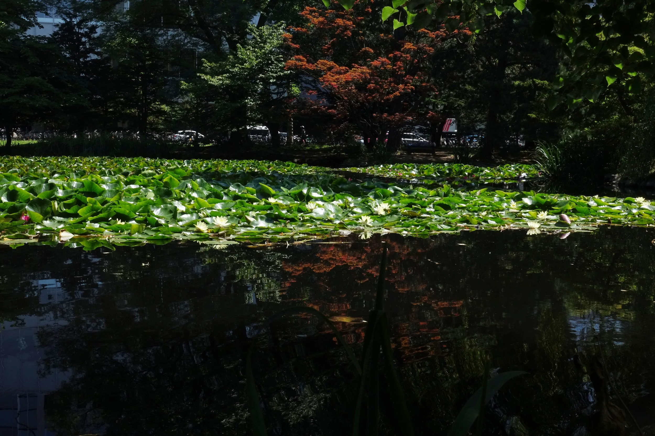 Sapporo, Hokkaido, Japan, 2017