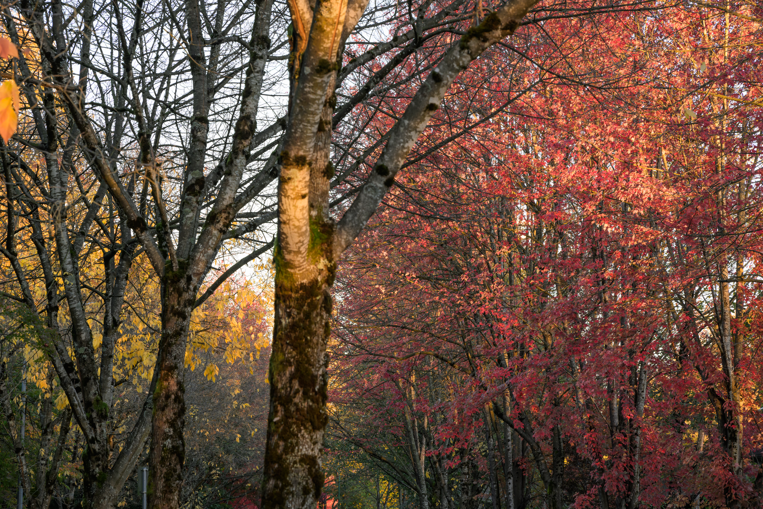 Maple Leafs, Burnaby, British Columbia, 2025