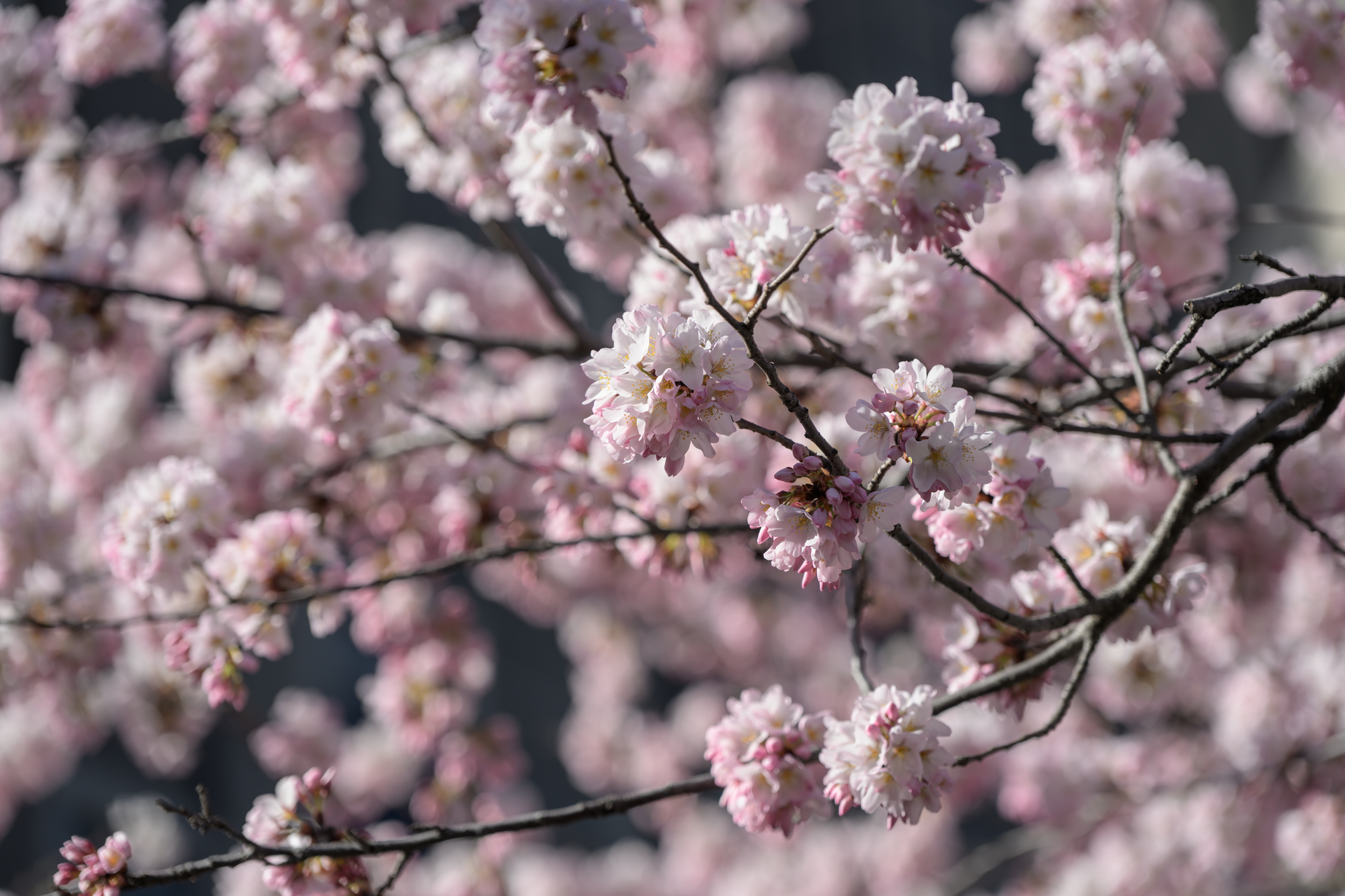 CFD Toronto 2025 19.png