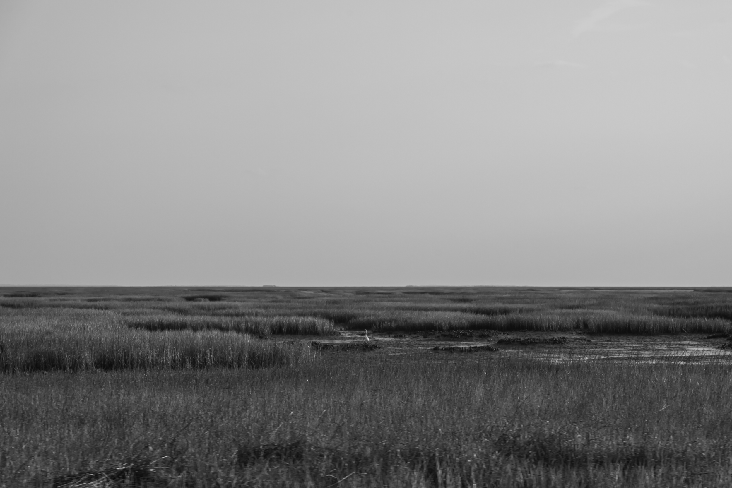 CFD Georgia 2025 5.png