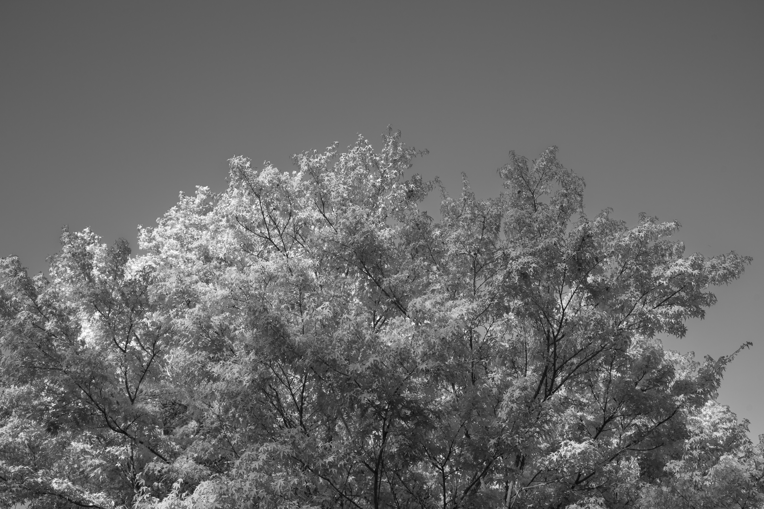 CFD Vancouver 2025 46.png