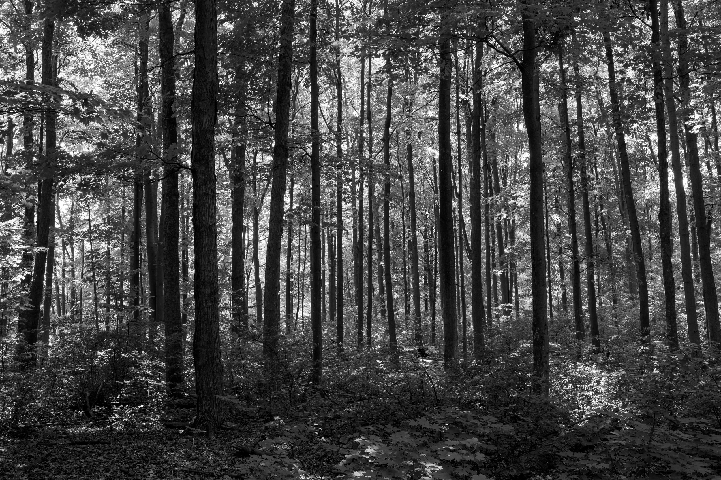 CFD Toronto 2025 66.png