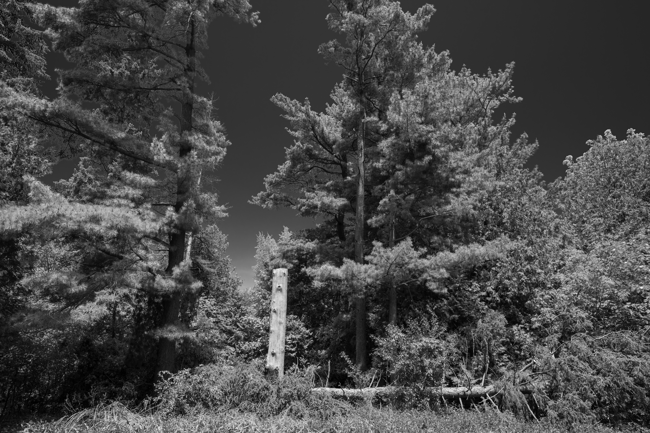 CFD Toronto 2025 38.png