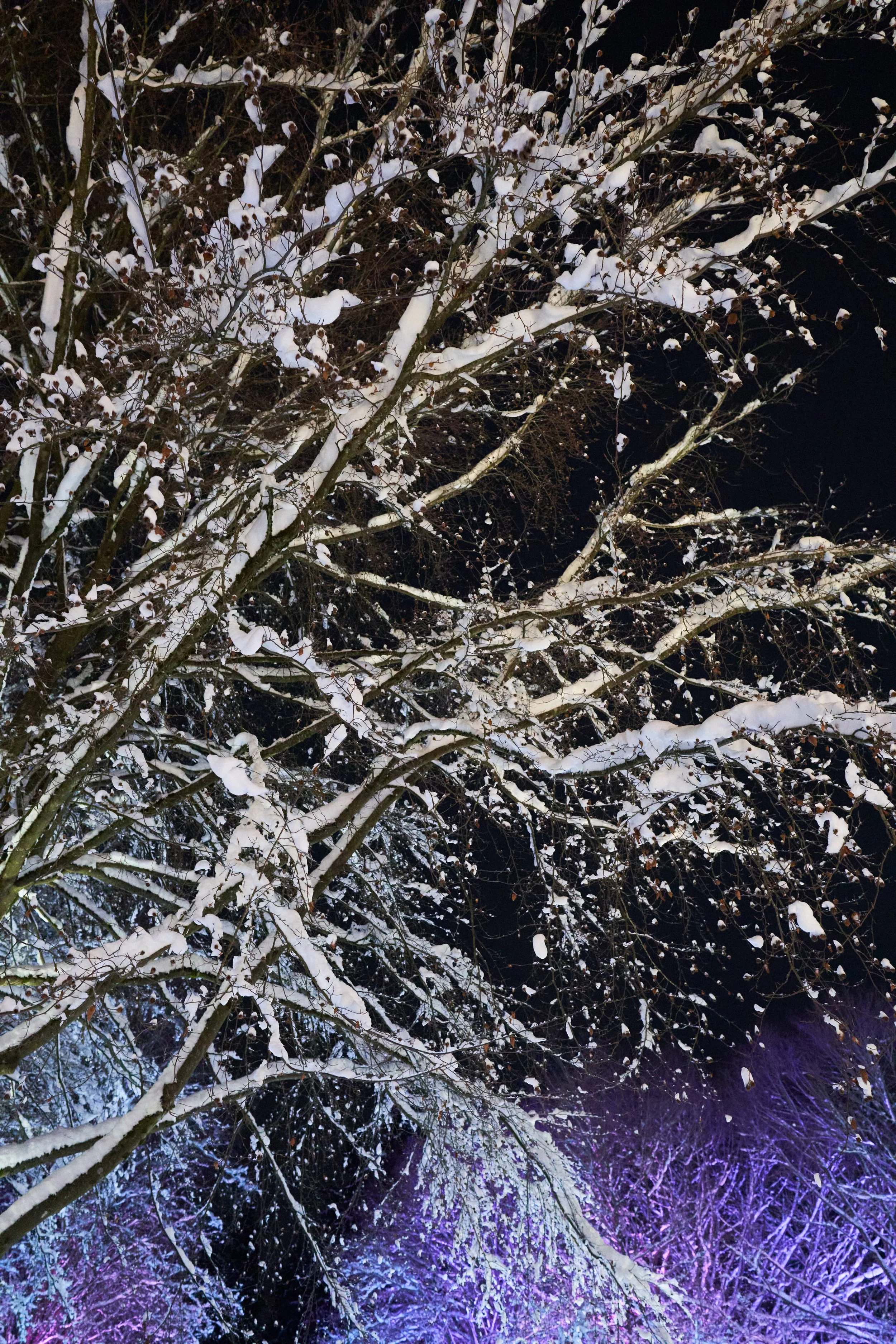 VanDusen Botanical Garden Christmas Lights, Vancouver,  2022