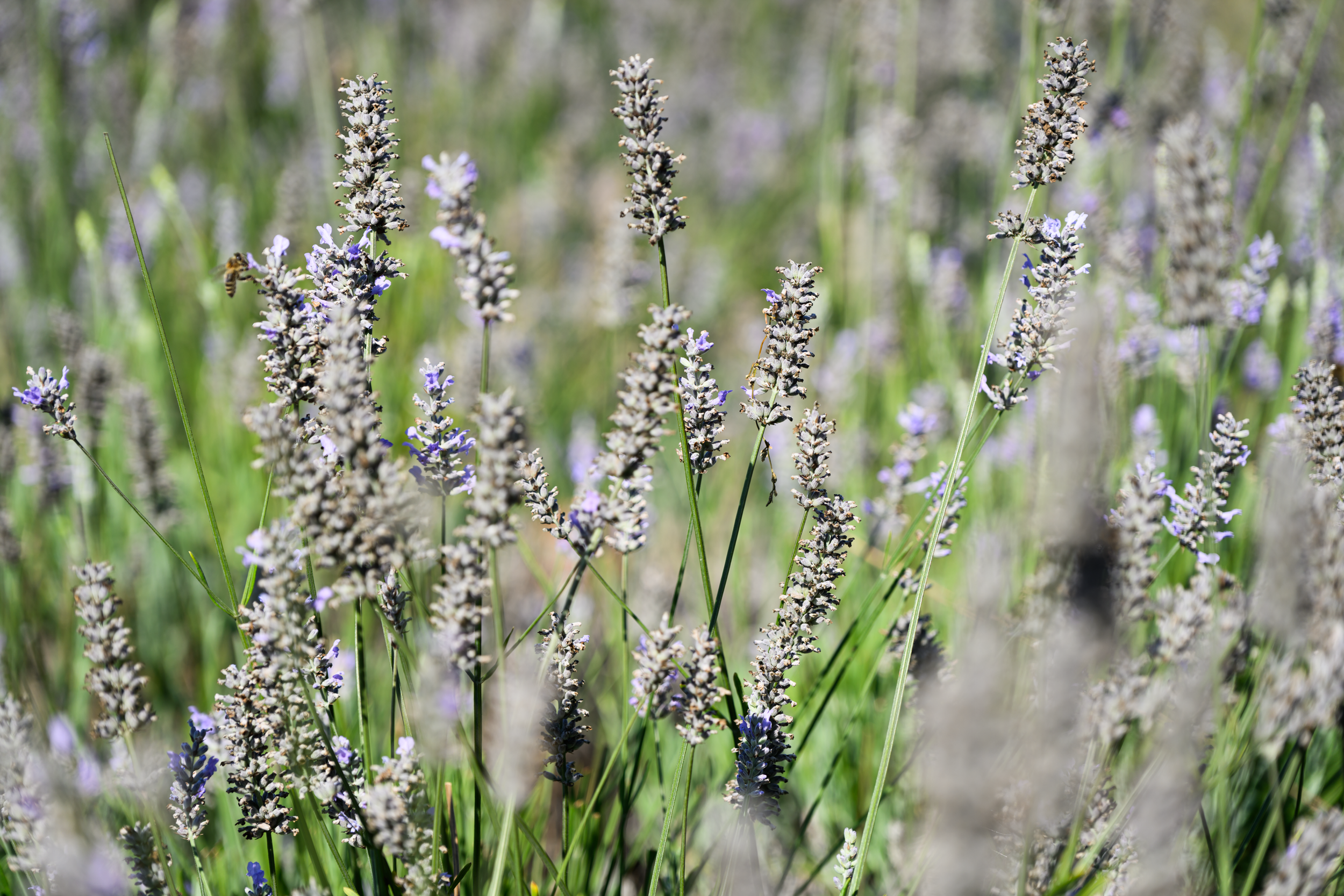 Vancouver 2024 30.png