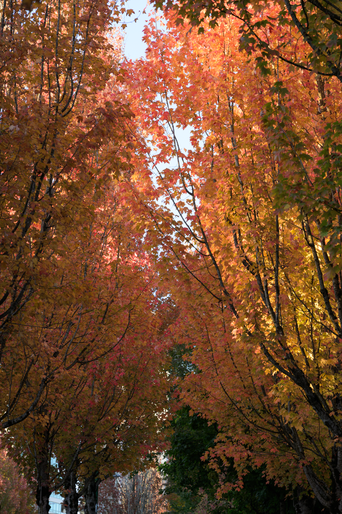 Maple Leafs, Burnaby, British Columbia, 2025