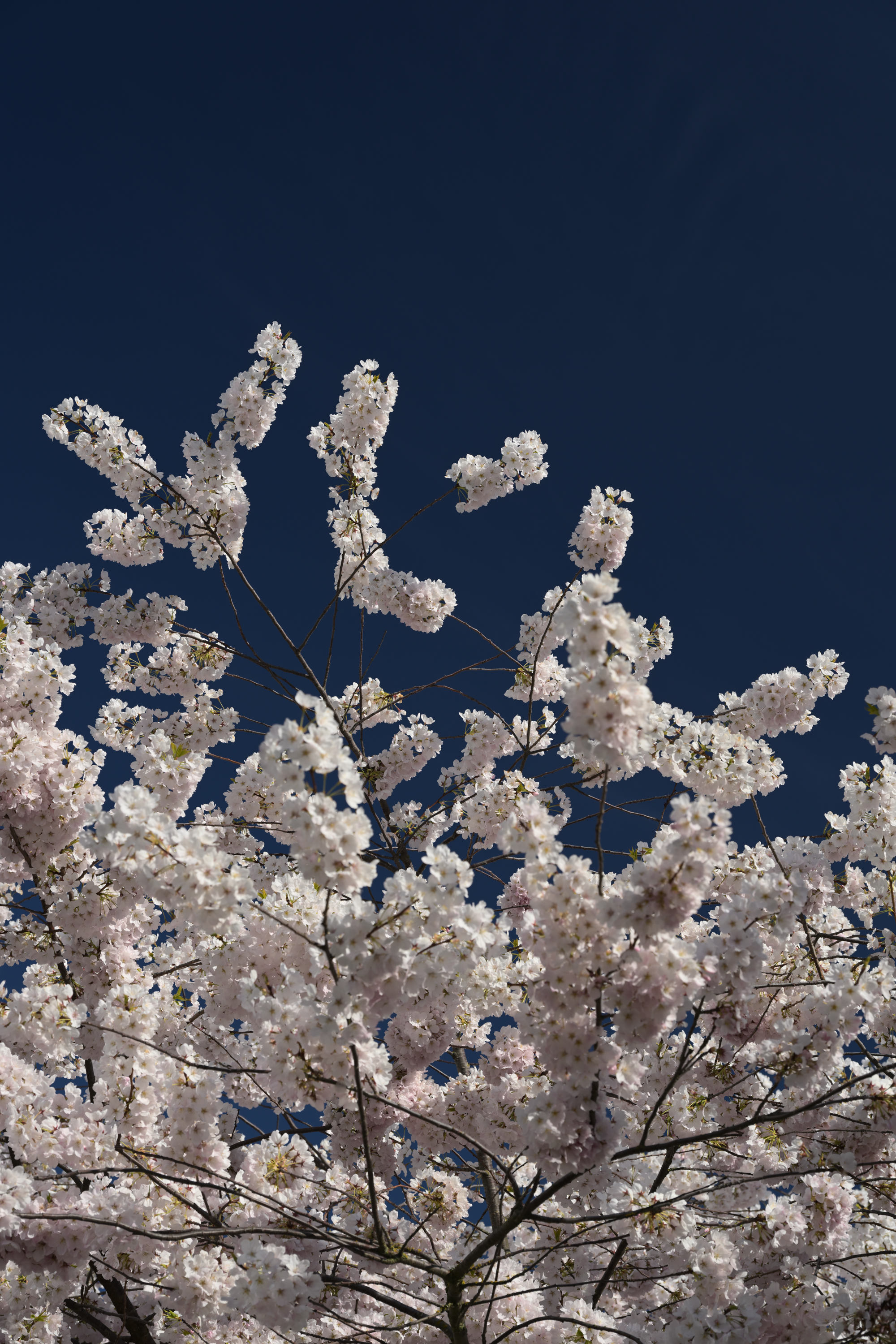 Sakura Season, Richmond, BC