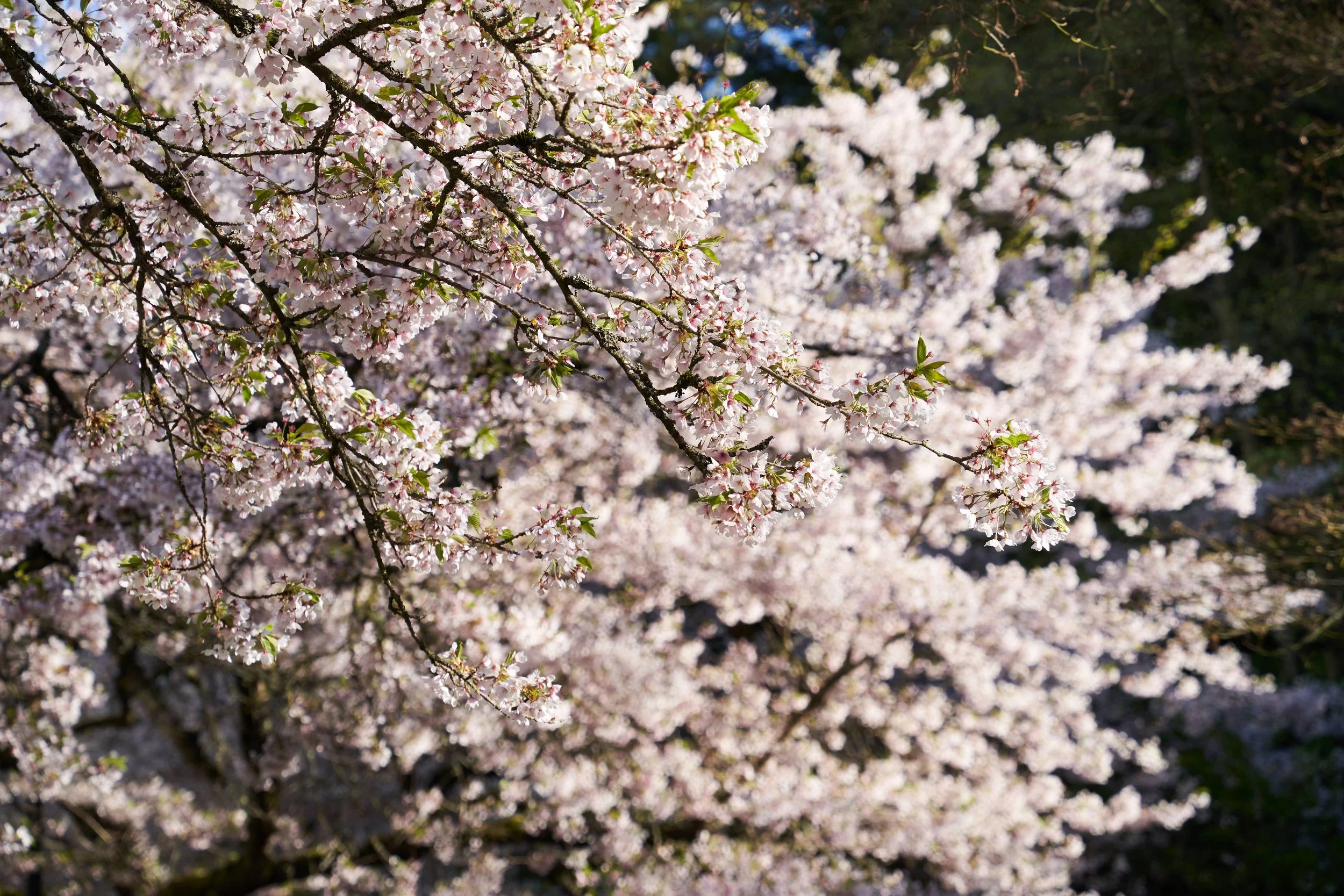 Vancouver 2023 7.jpg