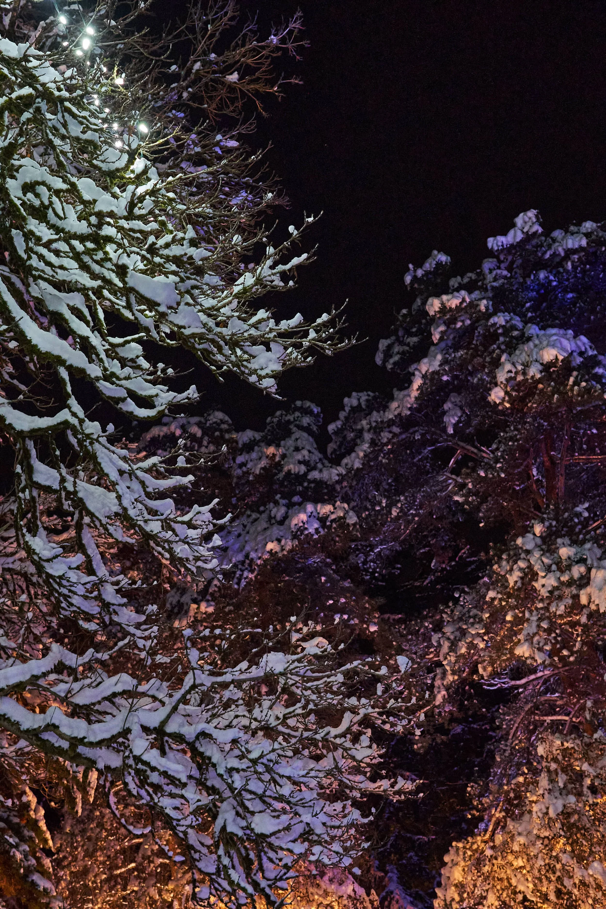 VanDusen Botanical Garden Christmas Lights, Vancouver,  2022