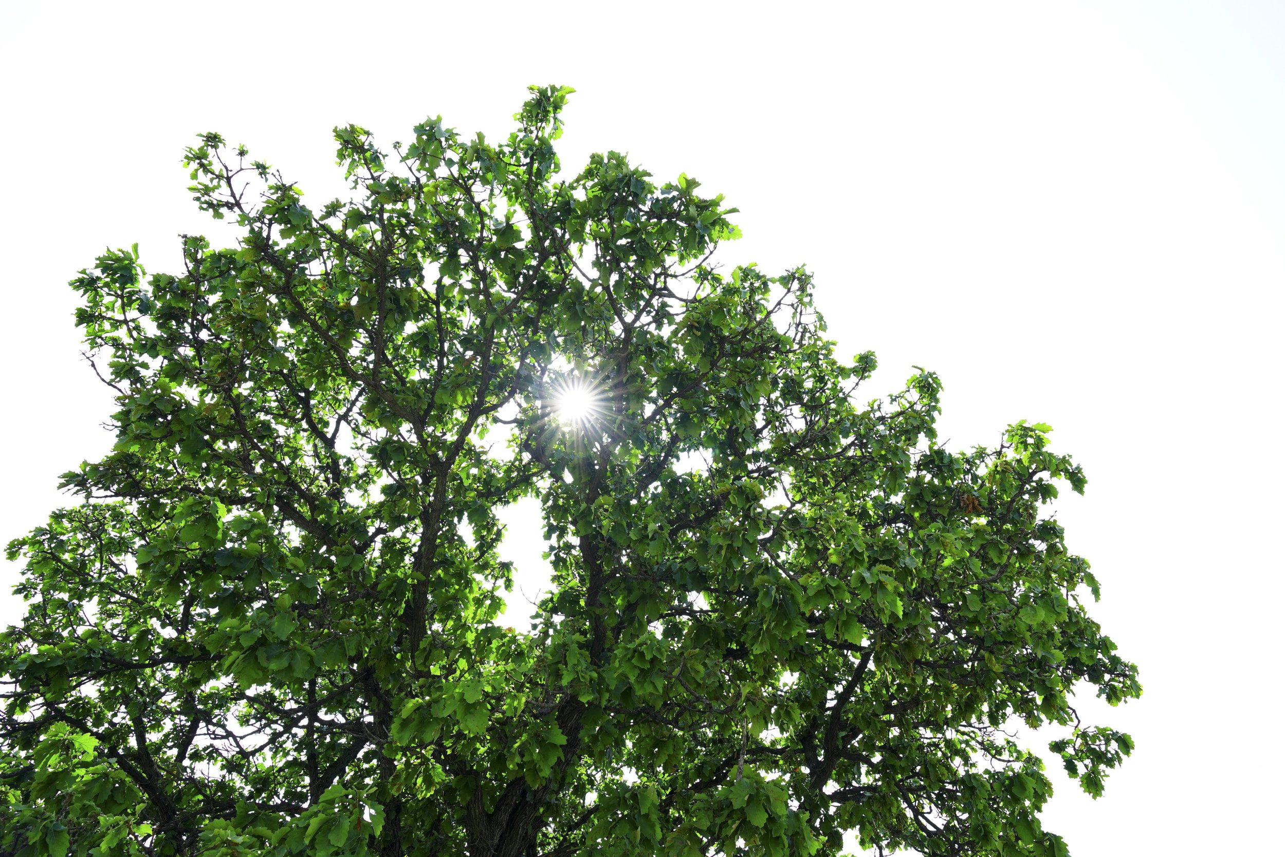 Seven Stars Tree, Biei, Hokkaido, Japan, 2019