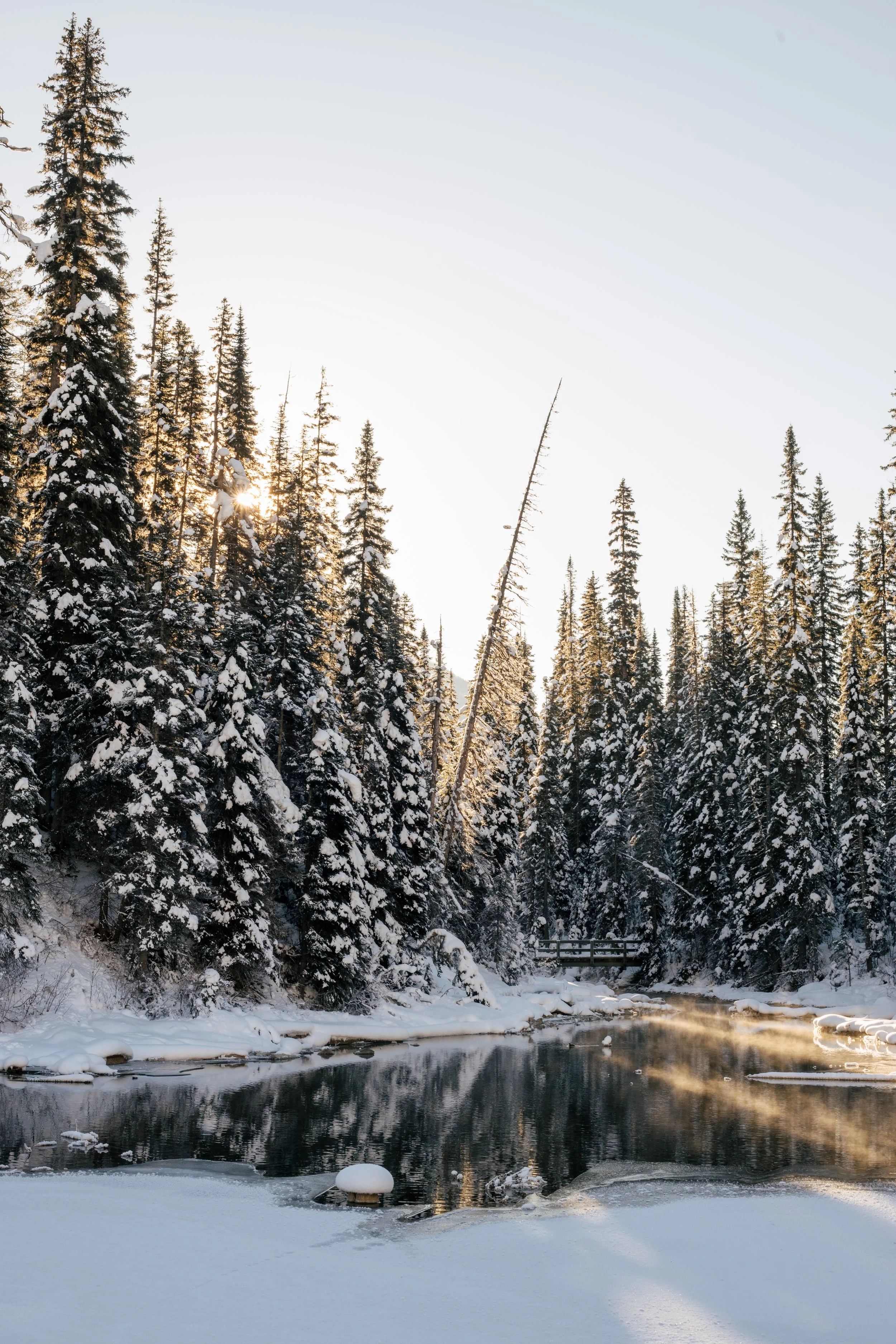 Snow-covered trees along a river in a winter landscape with sunlight shining through the trees.