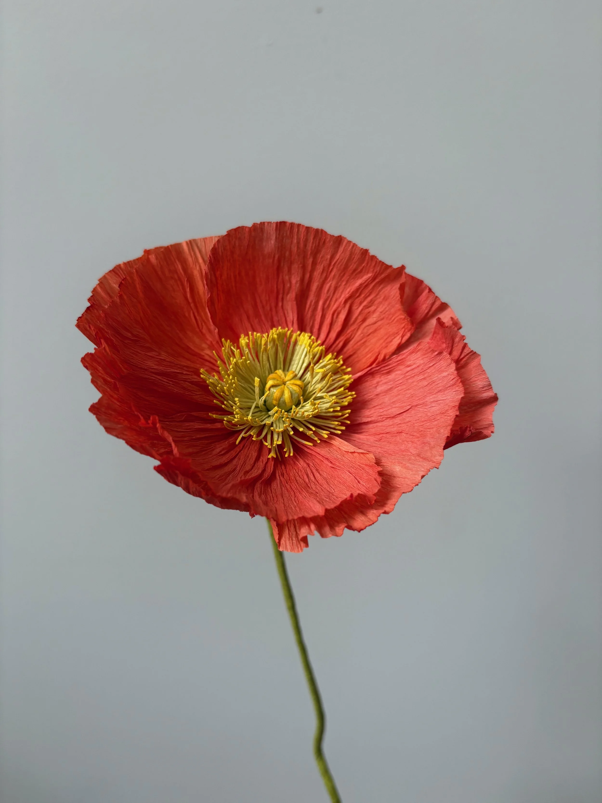 Atelier Fleurs en Papier: Pavot