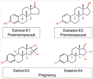 Estetrol: A New Hormonal Pathway in Menopause Treatment