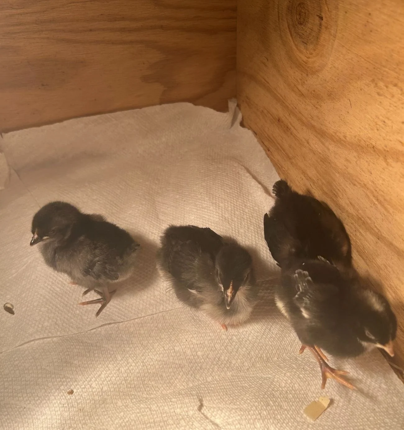 Our First Chickens: A Journey Toward Self-Sufficiency and Simple Living