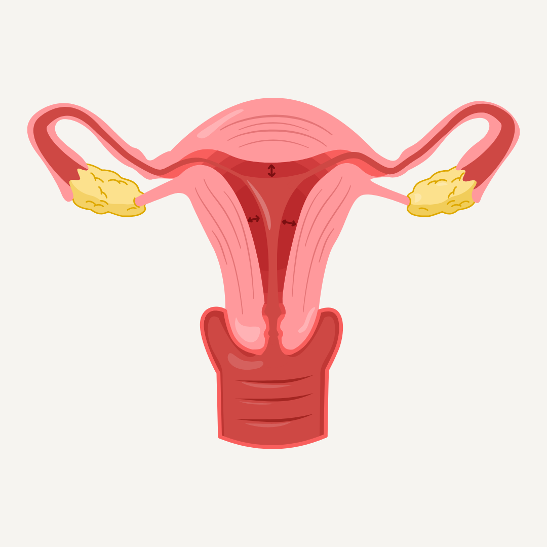 Abnormal Uterine Bleeding: Natural and Non-Synthetic Ways to Regulate Your Cycle