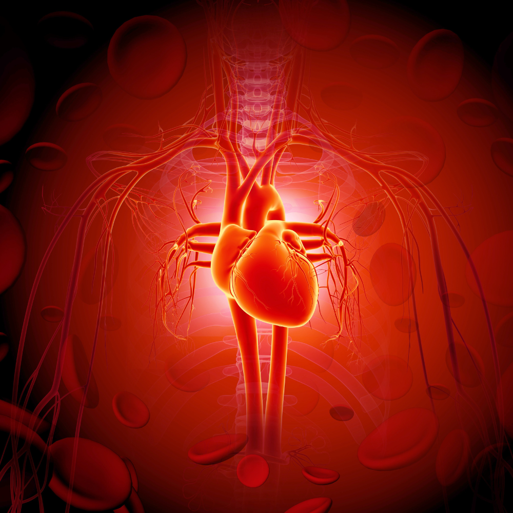 Is Estrogen Heart-Healthy? How Hormones Impact Women’s Cardiovascular Risk