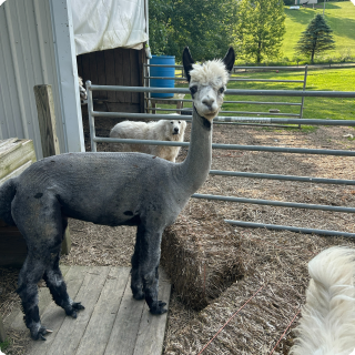 A baby llama and a llama in a fenced outdoor enclosure, with trees and a grassy field in the background.