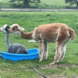 A llama leaning over a small blue plastic pool, with a gray alpaca sitting inside, in a grassy outdoor area.