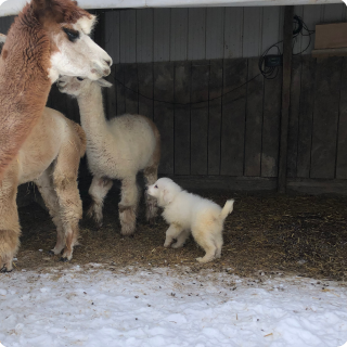 A llama and three small puppies inside a barn.