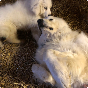 Two fluffy white puppies lying on straw, interacting with each other.