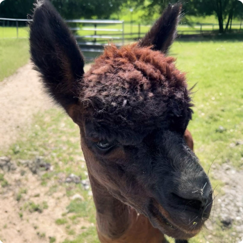 Close-up of a brown and black alpaca with fluffy hair and upright ears outdoors on a sunny day.