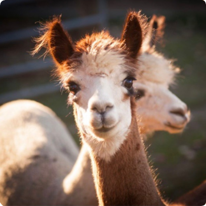 Close-up of two alpacas, one facing forward and the other in profile, outdoors at sunset.