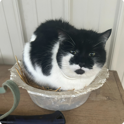 Black and white cat sitting in a clear plastic bowl lined with a paper towel, placed on a wooden surface.