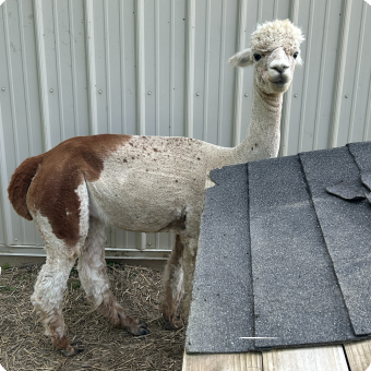 Alpaca Fluffernutter Fluffy beige alpaca yarn.png