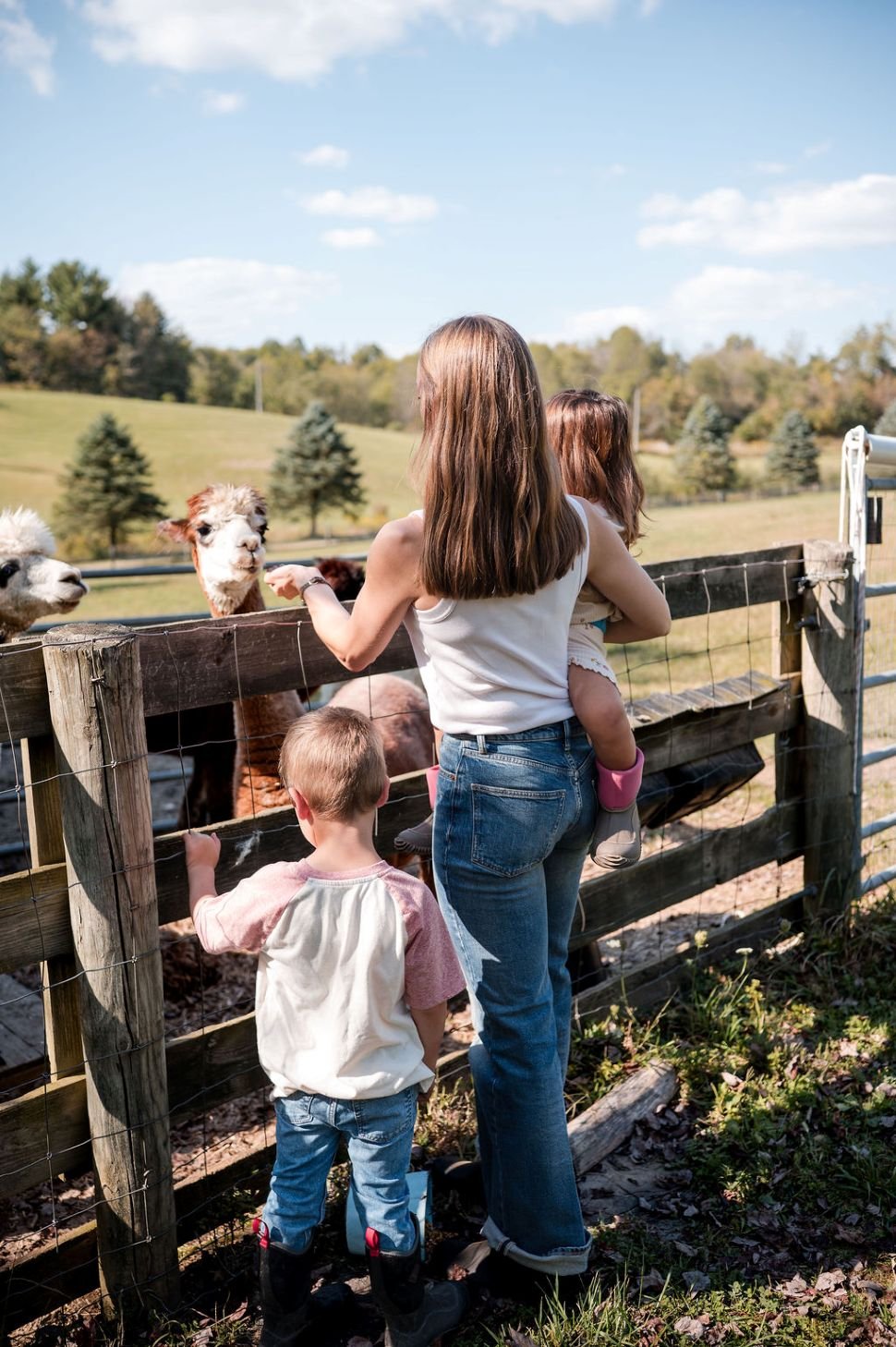 A woman and three children at a farm petting and feeding alpacas behind a wooden fence on a sunny day, with green fields and trees in the background.
