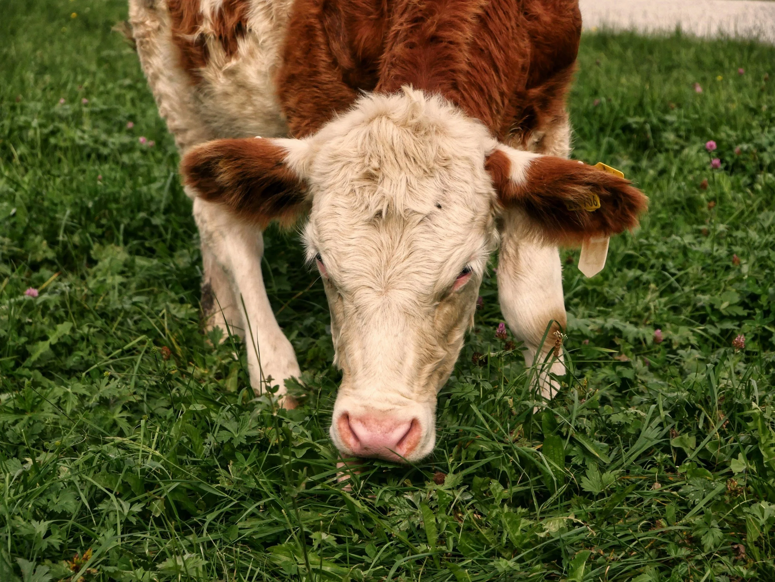 Why Grass-Fed matters