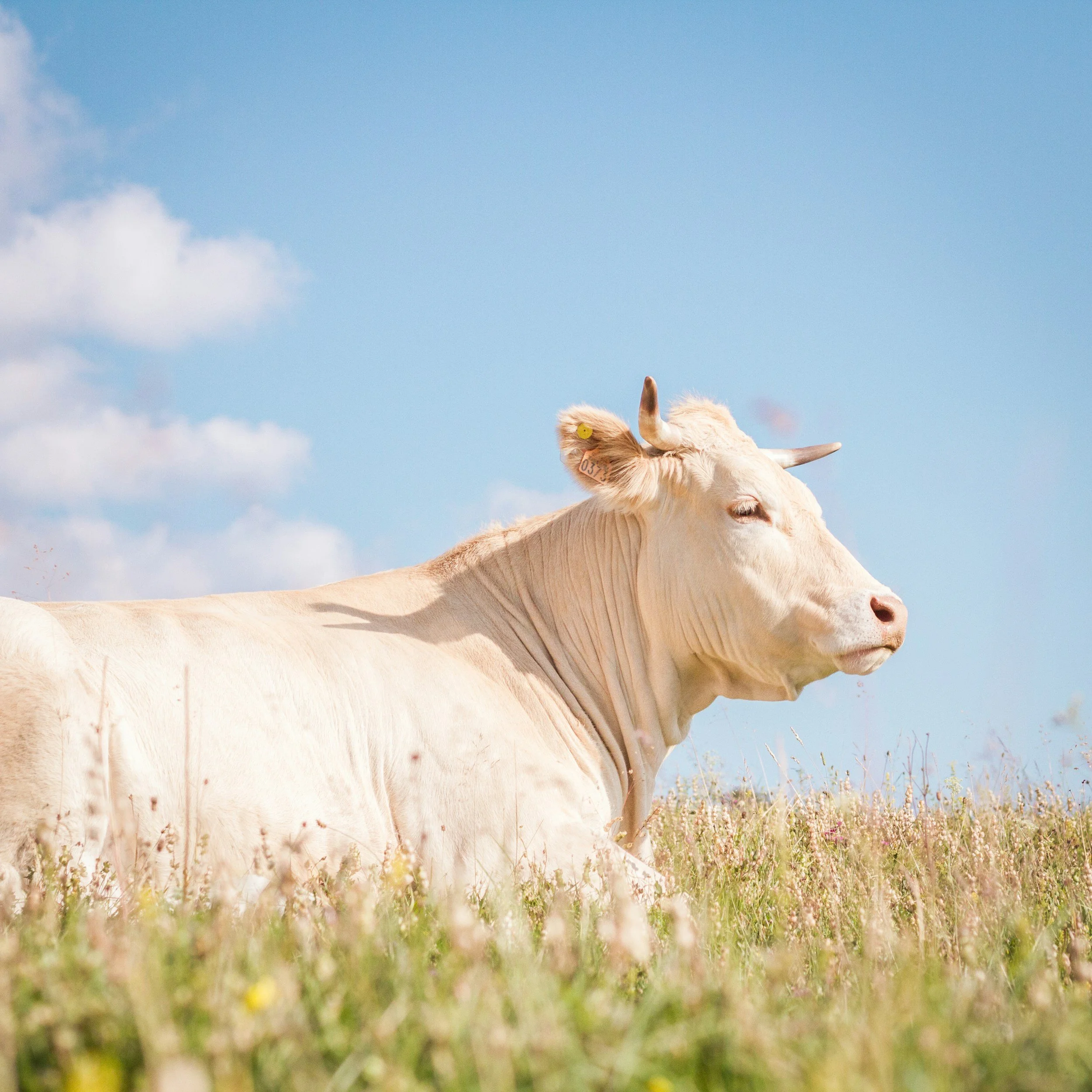 Ingredient of the week: Beef Tallow