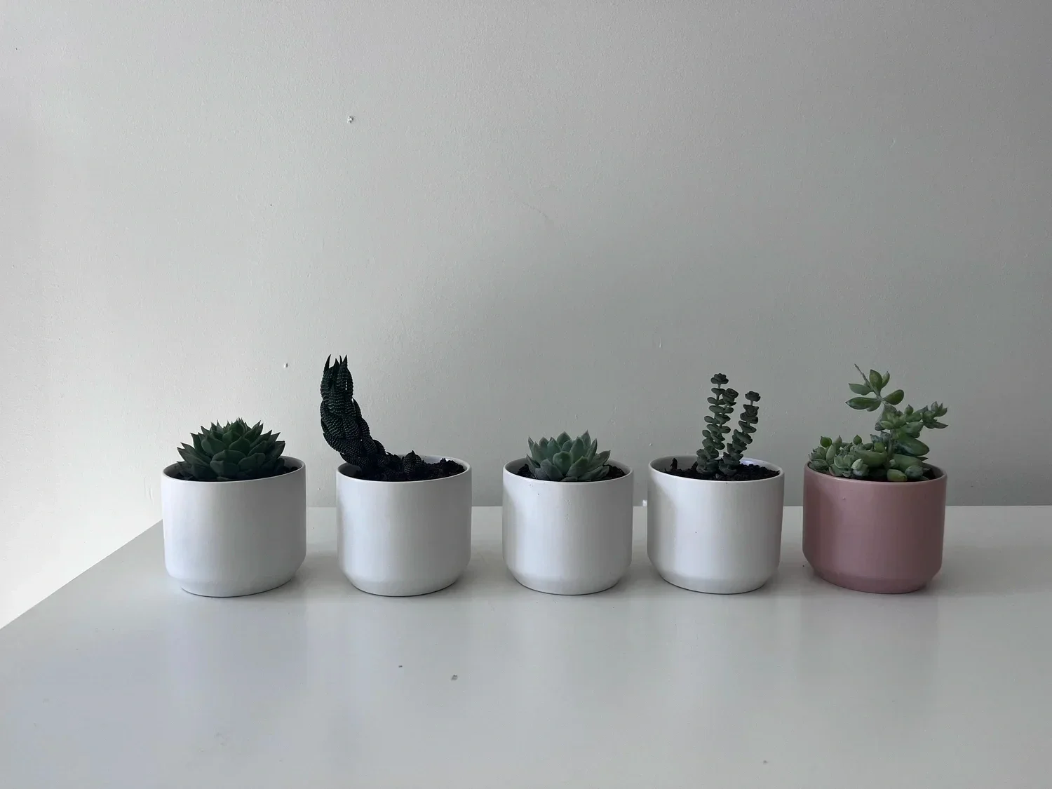 Designer's Choice Plant