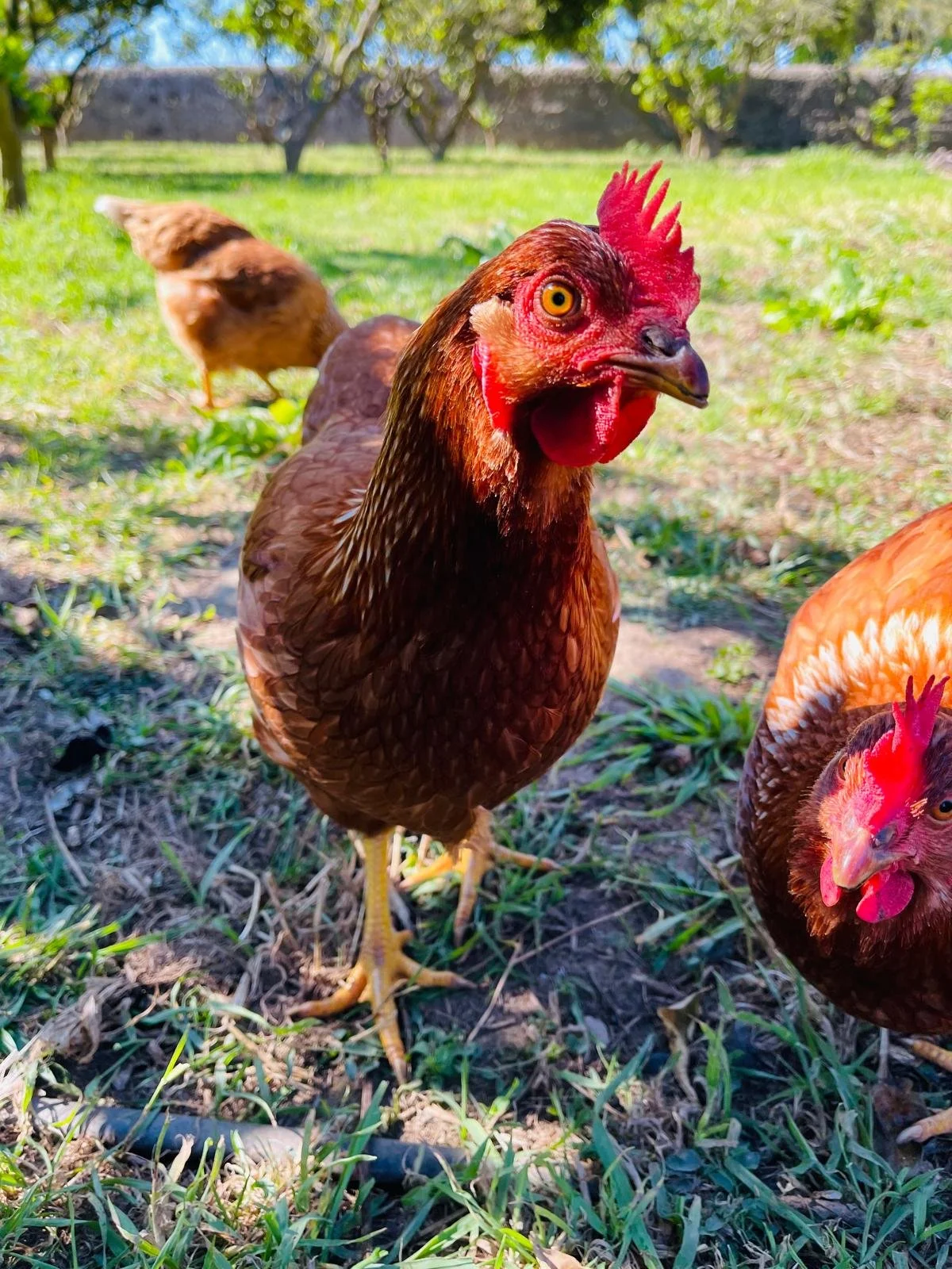 Flying into your coop sometime soon……….