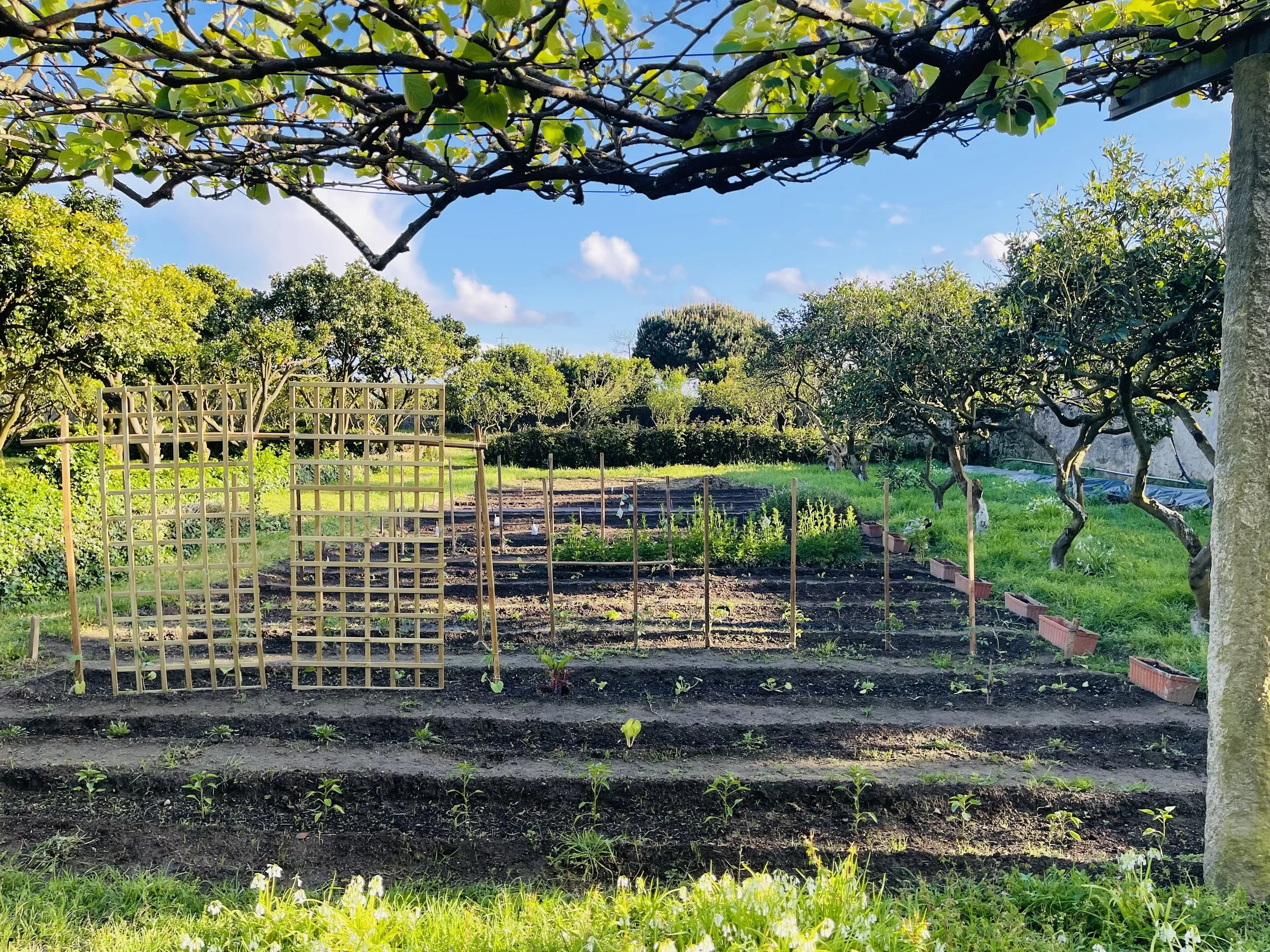 Organic garden with seasonal products