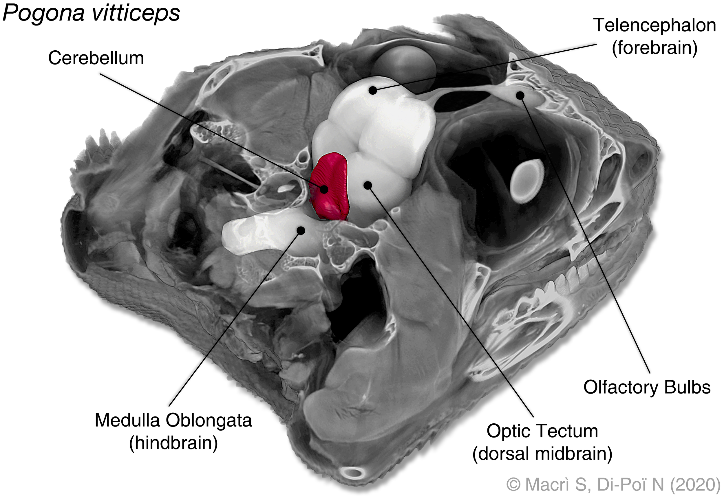 Are We Seeing What We Want To See? The Human Factor