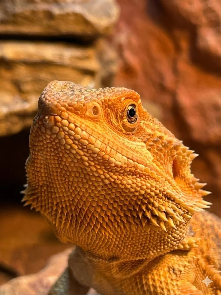 The Silent Genius of the "Lazy" Lizard: Rethinking Reptile Intelligence