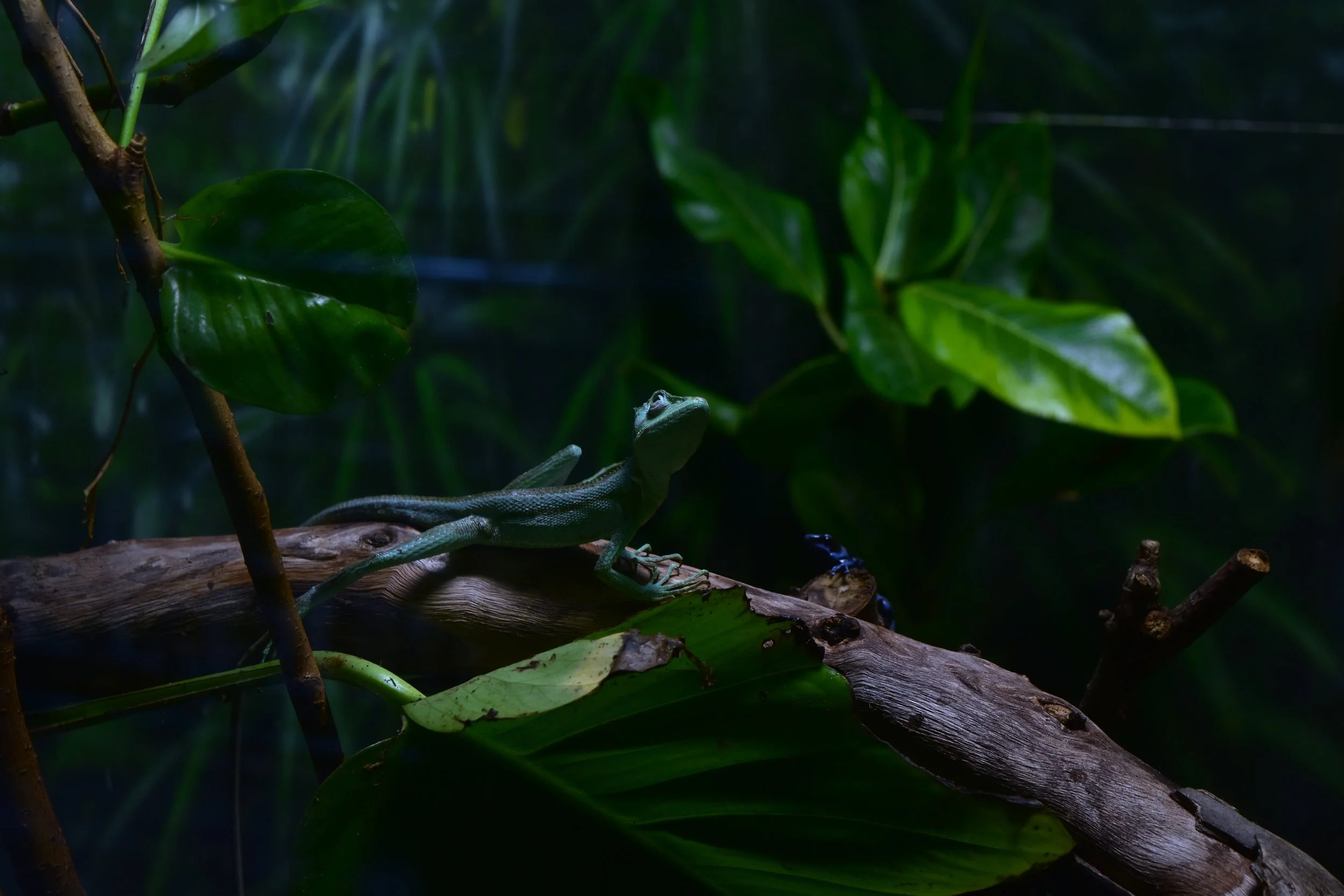 How to Build a Zoo-Quality Reptile Habitat at Home