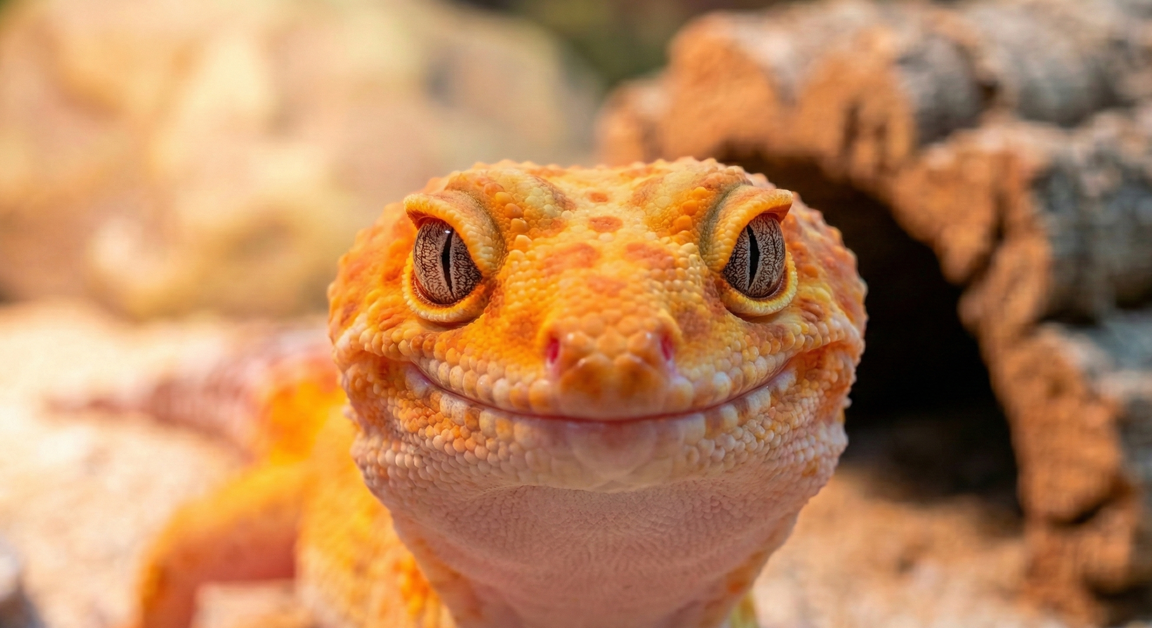 Close-up of an orange gecko with protruding skin and large, expressive eyes, sitting on a rocky surface.