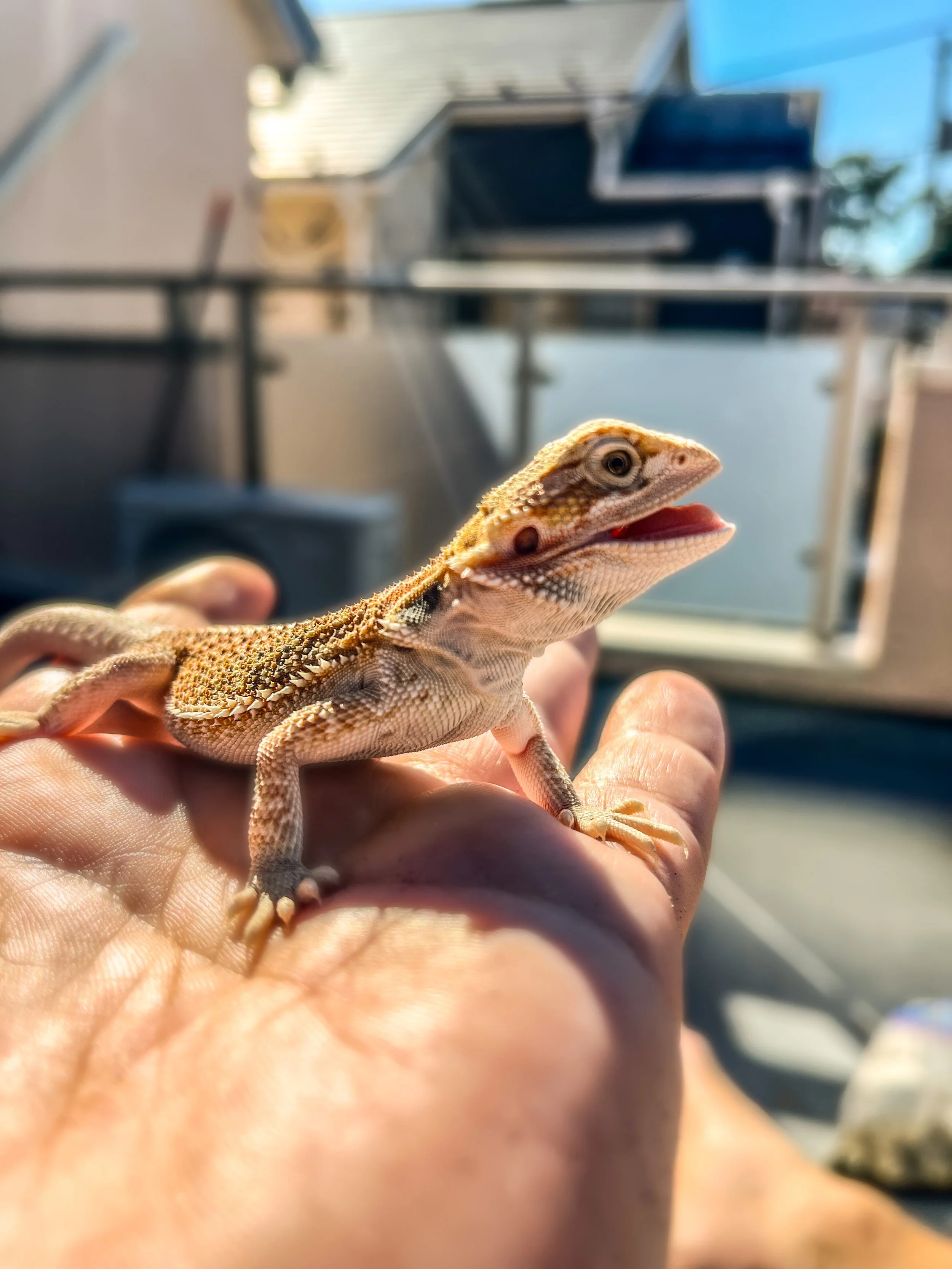 Close-up of a small bearded dragon lizard with its mouth open, perched on a person's hand, with a blurry background of a urban environment.