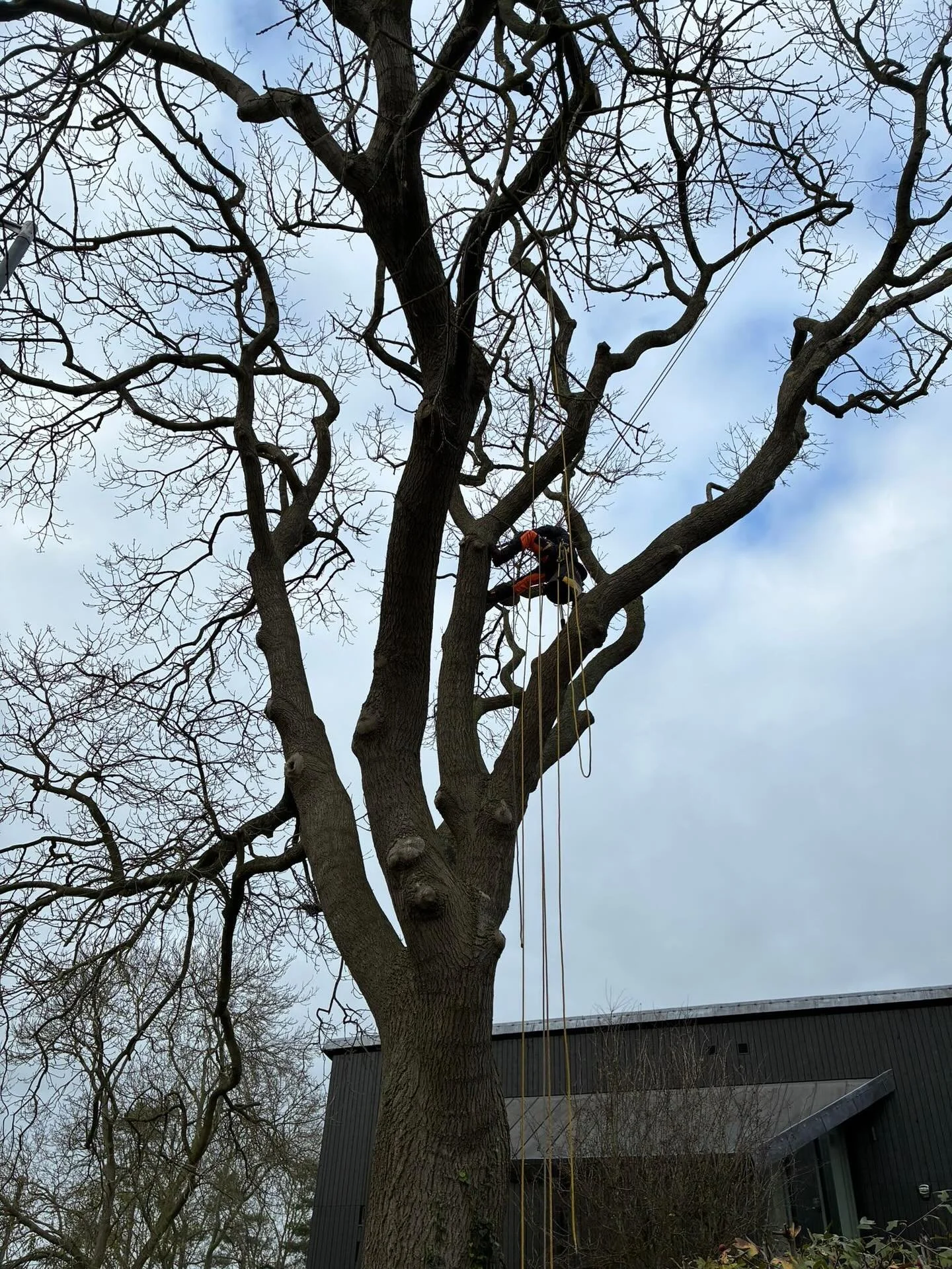 Aerial assessment of a cavity with a Inonotus hispidus bracket above a partially occluded wound. #aerialtreeinspection #entwoodacltd #arboriculture #fungi #wooddecayfungi