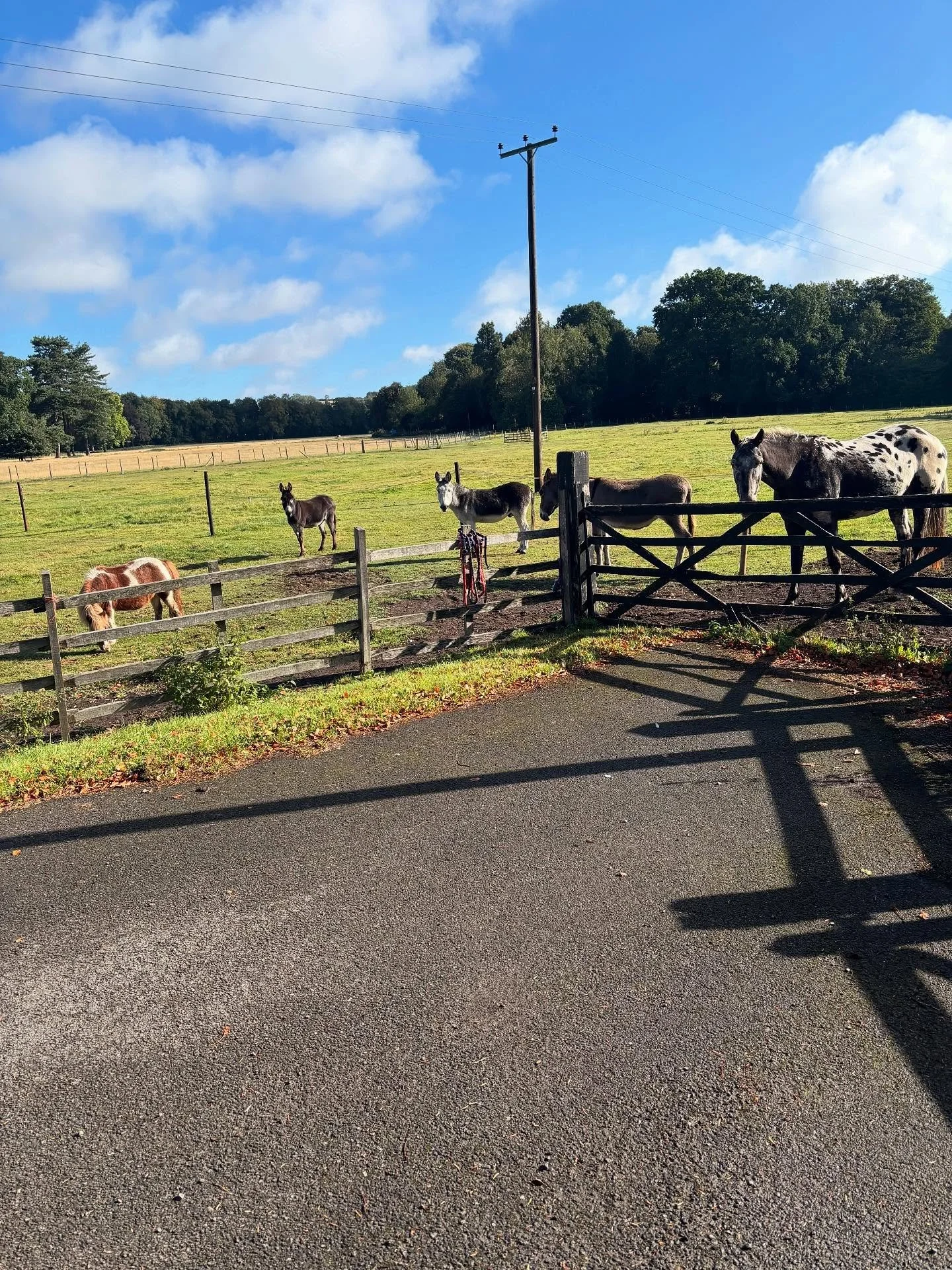 Just some of the sights today whilst carrying out a site safety survey #lincolnshire #countryparks #arboriculture