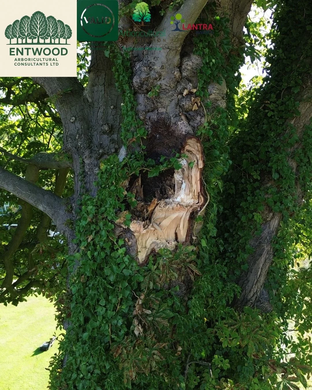 Aerial Tree Inspections with Drones. 

Traditional aerial tree inspections rely on rope access to assess the upper crown, but this approach can carry unnecessary risk.

At Entwood AC Ltd, we&rsquo;re leveraging drone technology to perform aerial insp