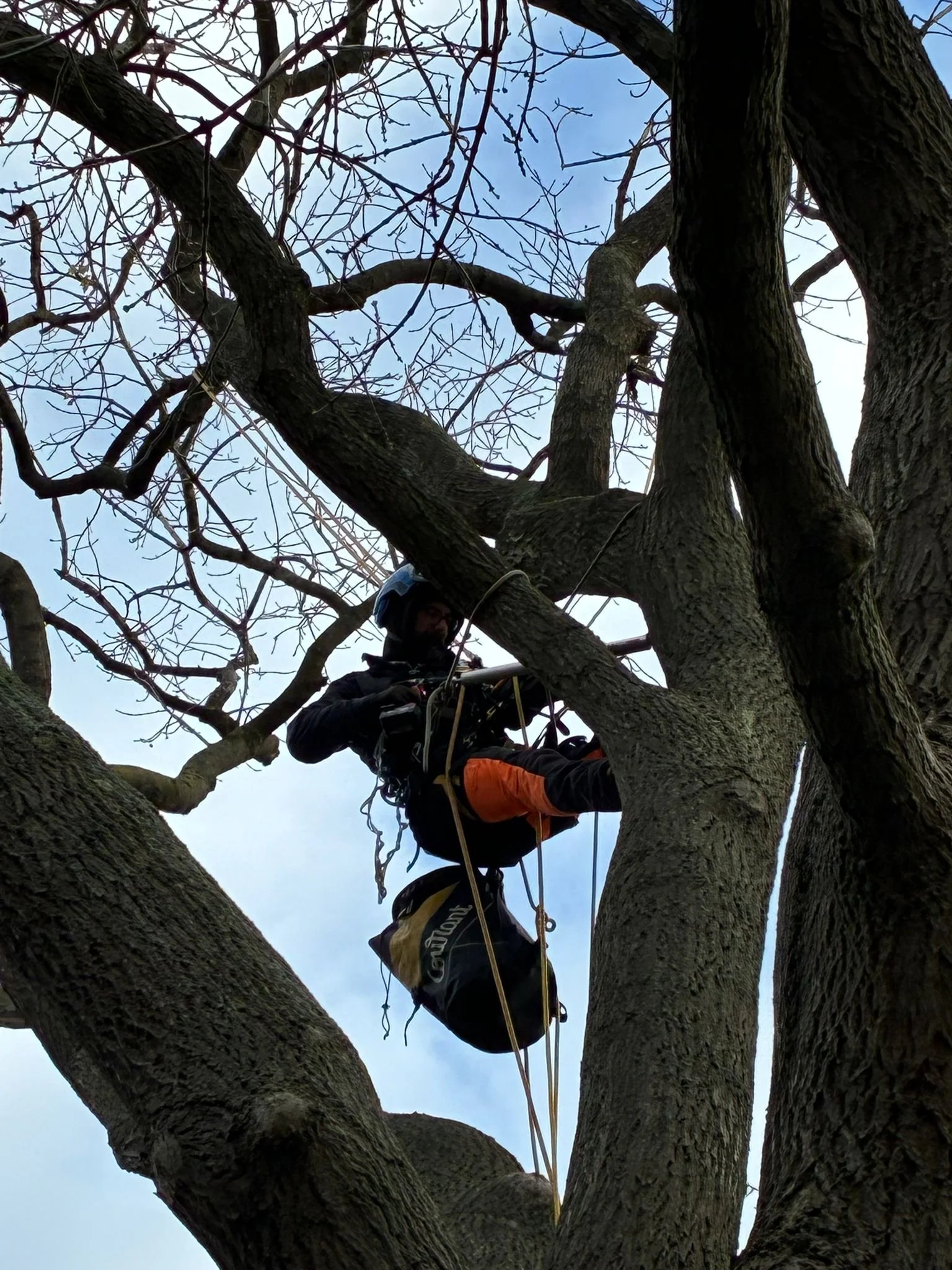 A person wearing safety gear, including a helmet and harness, is climbing or working in a tall, leafless tree against a cloudy sky.