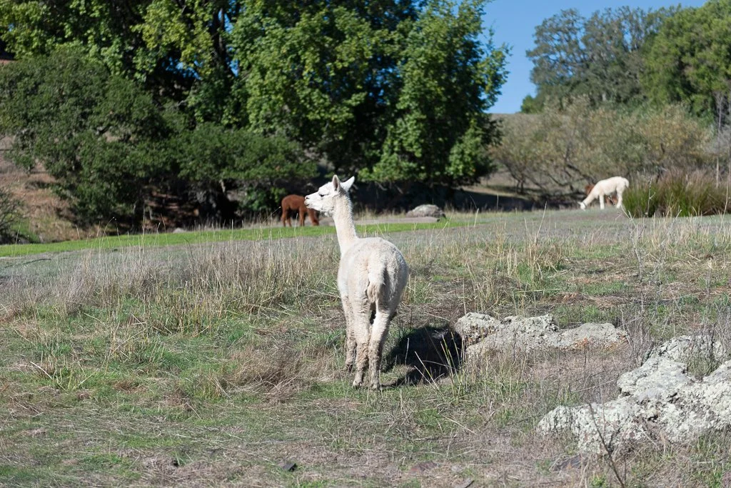 A baby llama standing on grassy terrain with rocks, surrounded by other llamas grazing near trees in the background.