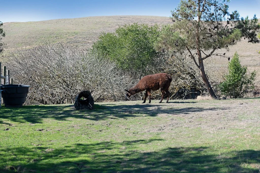 A llama grazing on grass in a yard with trees, bushes, and a clear blue sky in the background.