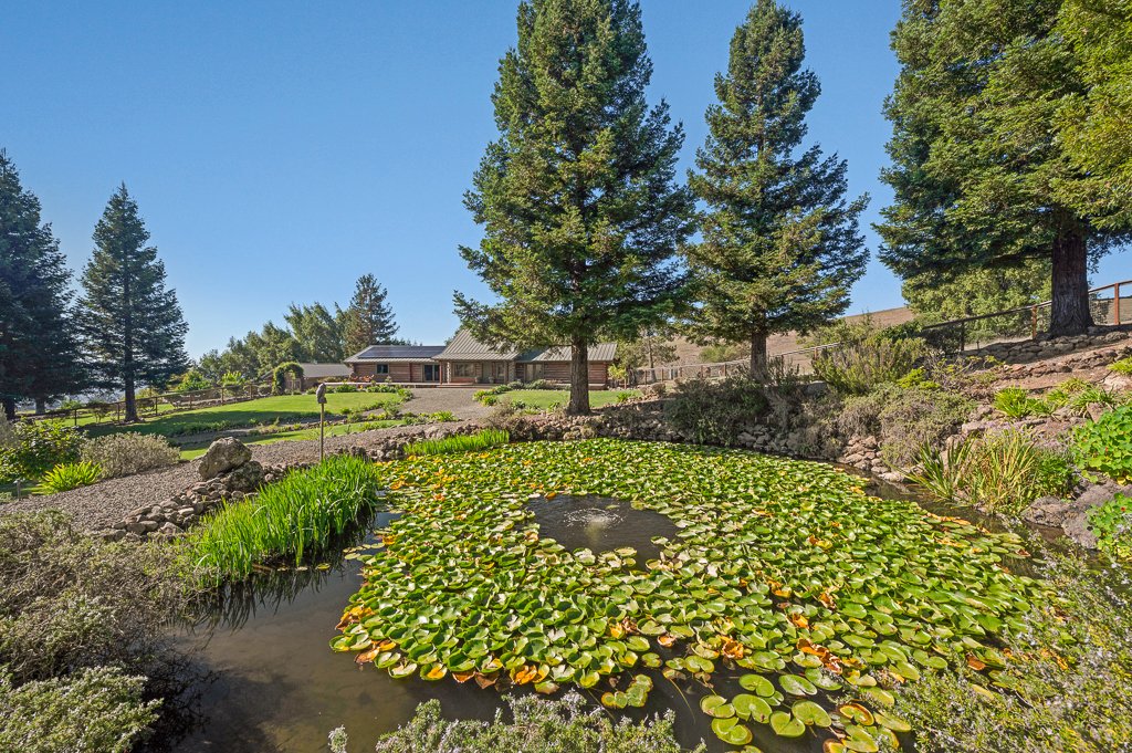 A pond with water lilies in front of a house, surrounded by trees and landscaped garden on a clear sunny day.