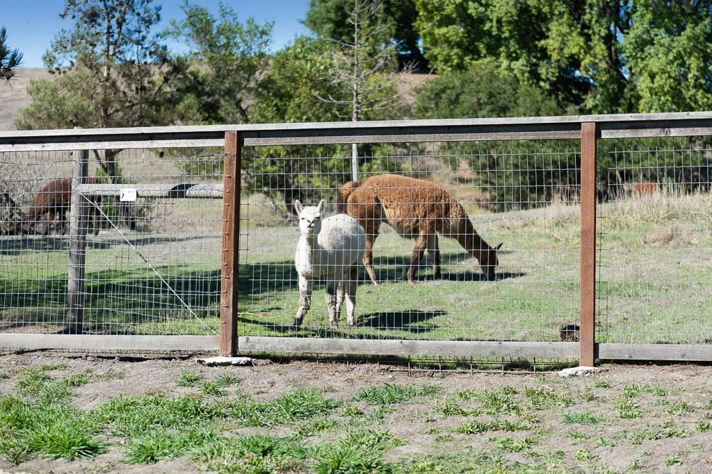 A fenced outdoor enclosure with goats grazing on grass, surrounded by trees and blue sky.