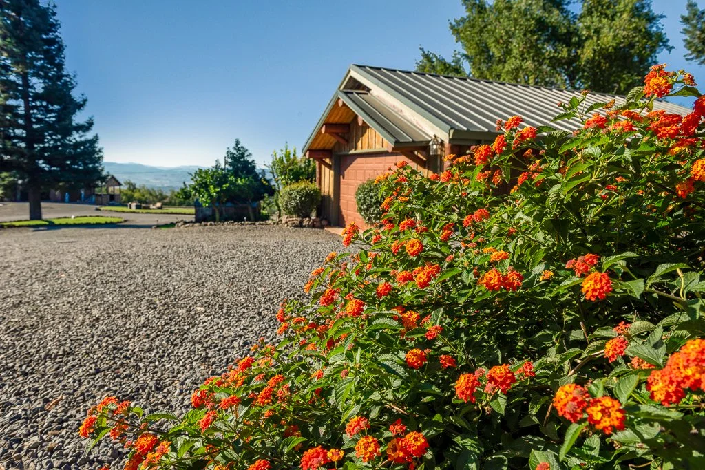 A gravel driveway in front of a small building with a metal roof, surrounded by colorful flowers and trees under a clear blue sky.