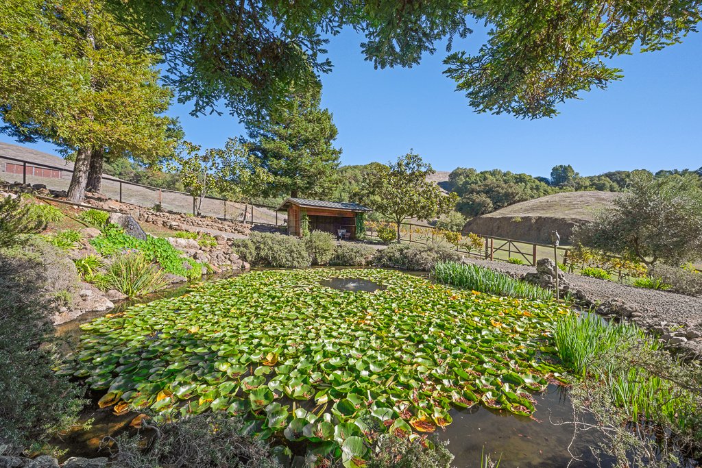A pond with water lilies surrounded by trees and landscape in a park or garden setting under clear blue sky.